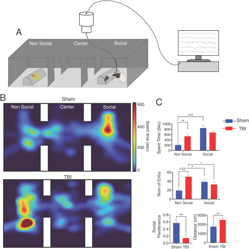 Gamma frequency connectivity in frontostriatal networks associated with social preference is reduced with traumatic brain injury.