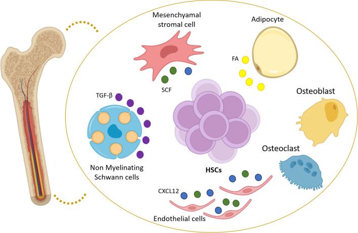 Exploring the contribution of Zfp521/ZNF521 on primary hematopoietic stem/progenitor cells and leukemia progression.
