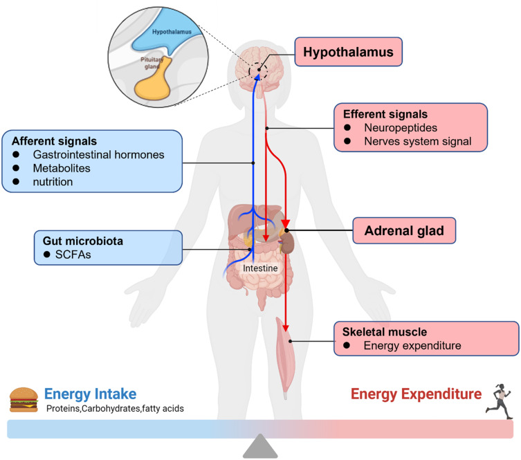 Microbial Champions: The Influence of Gut Microbiota on Athletic Performance via the Gut-Brain Axis.