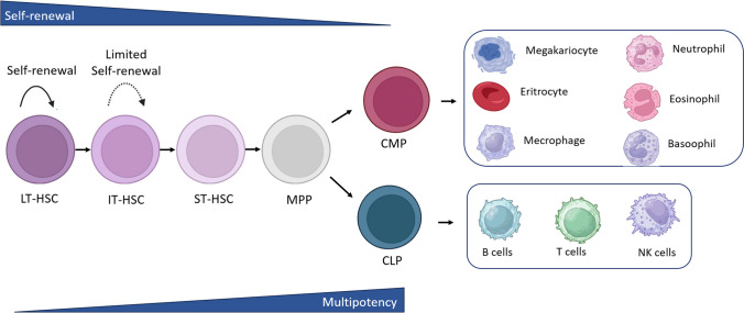 Exploring the contribution of Zfp521/ZNF521 on primary hematopoietic stem/progenitor cells and leukemia progression.