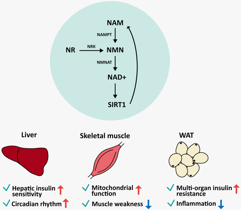 Function of NAD metabolism in white adipose tissue: lessons from mouse models.