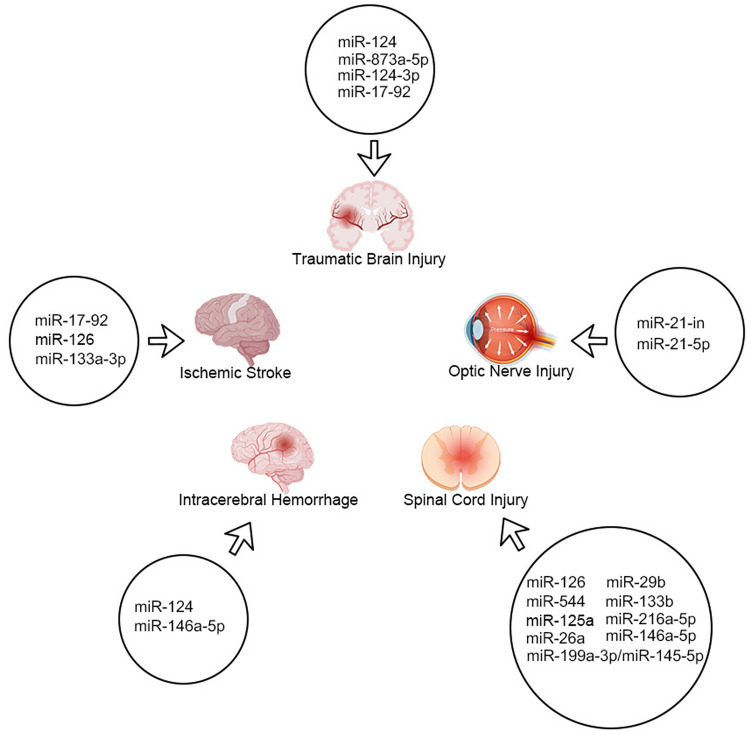 Exosomal MiRNA Therapy for Central Nervous System Injury Diseases.