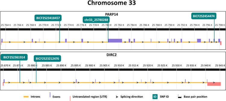 Identification of genes associated with longevity in dogs: 9 candidate genes described in Cavalier King Charles Spaniel