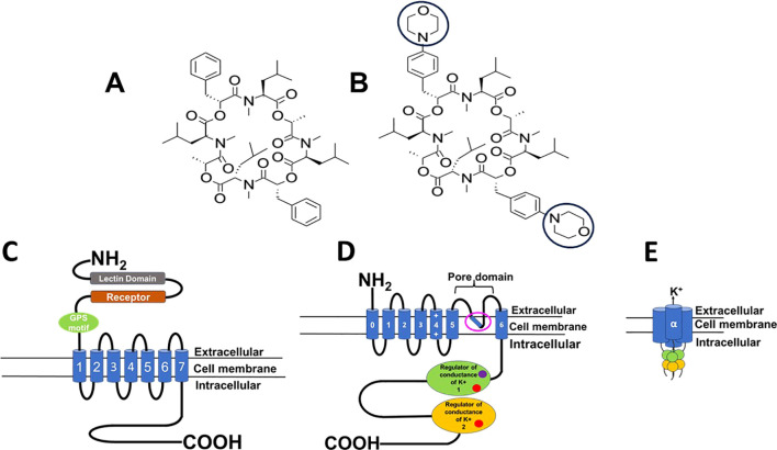 Emodepside: the anthelmintic's mode of action and toxicity.