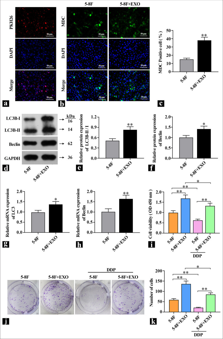 Exosomes derived from cancer-associated fibrolasts mediated ciplatin resistance.