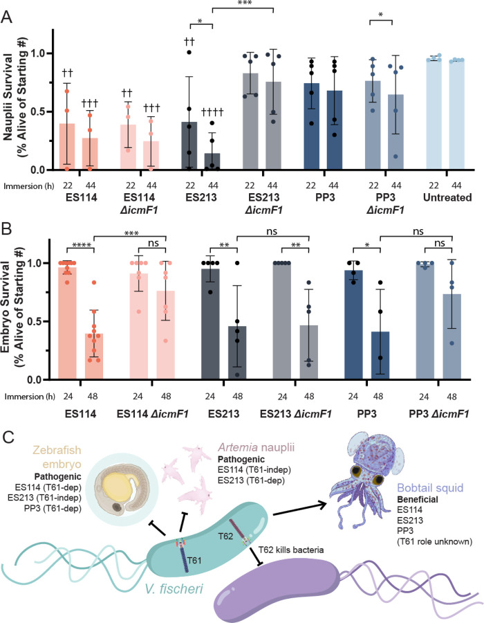 A mutualistic model bacterium is lethal to non-symbiotic hosts via the type VI secretion system.