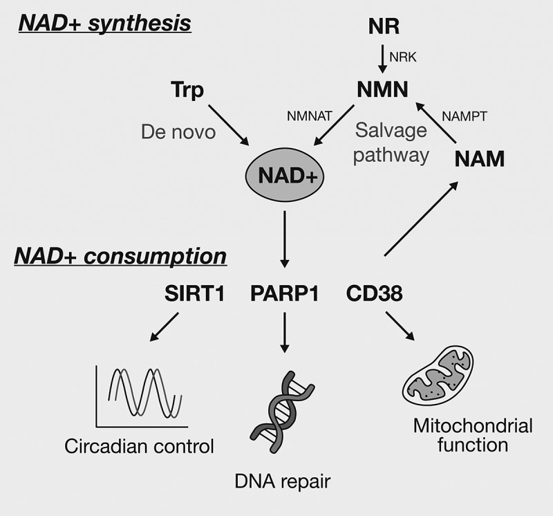 Function of NAD metabolism in white adipose tissue: lessons from mouse models.