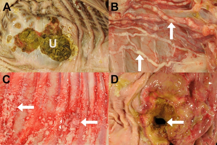 Adenocarcinoma and squamous cell carcinoma associated with gastric ulcers in alpacas.