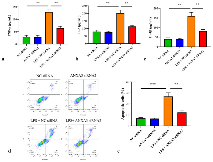 Knocking-down annexin A3 suppresses inflammation, oxidative stress, apoptosis, and endoplasmic reticulum stress to attenuate sepsis-induced acute kidney injury in HK2 cells.