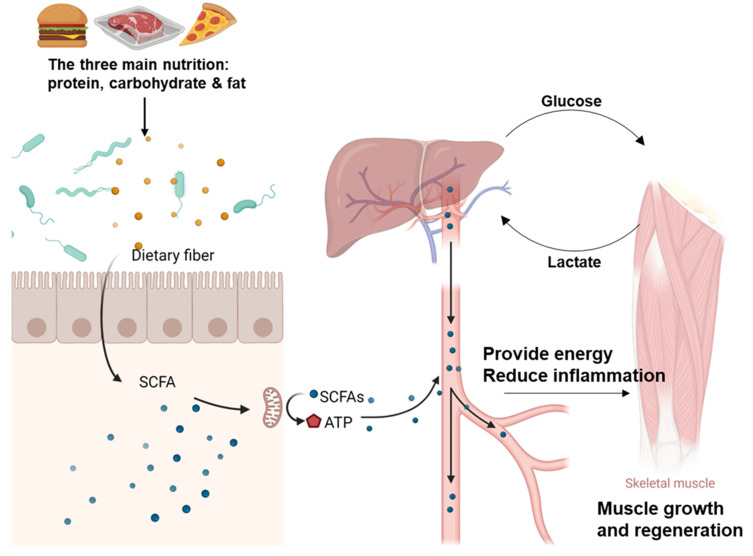 Microbial Champions: The Influence of Gut Microbiota on Athletic Performance via the Gut-Brain Axis.