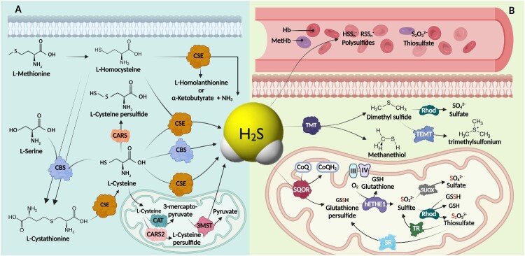 Emerging roles of hydrogen sulfide-metabolizing enzymes in cancer.
