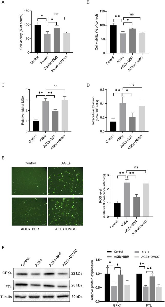 Berberine alleviates AGEs-induced ferroptosis by activating NRF2 in the skin of diabetic mice.