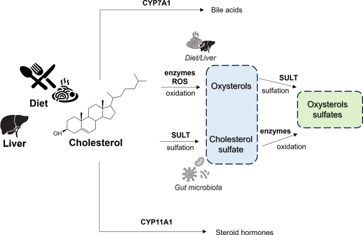 Oxysterol sulfates in fluids, cells and tissues: how much do we know about their clinical significance, biological relevance and biophysical implications?