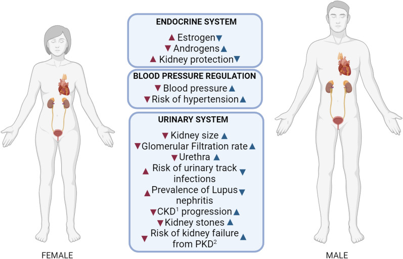 Embracing sex-specific differences in engineered kidney models for enhanced biological understanding of kidney function.