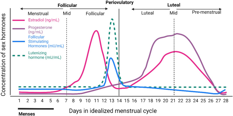 Embracing sex-specific differences in engineered kidney models for enhanced biological understanding of kidney function.
