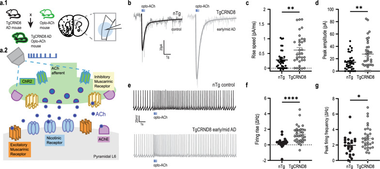 Enhanced prefrontal nicotinic signaling as evidence of active compensation in Alzheimer's disease models.