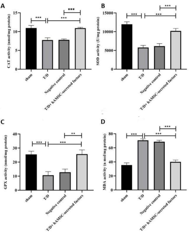 Secretome of human amniotic membrane stem cells promote recovery and testicular functions through modulating <i>SIRT1/NRF2/TNF-α</i> pathway in mice testicular torsion: An experimental study.