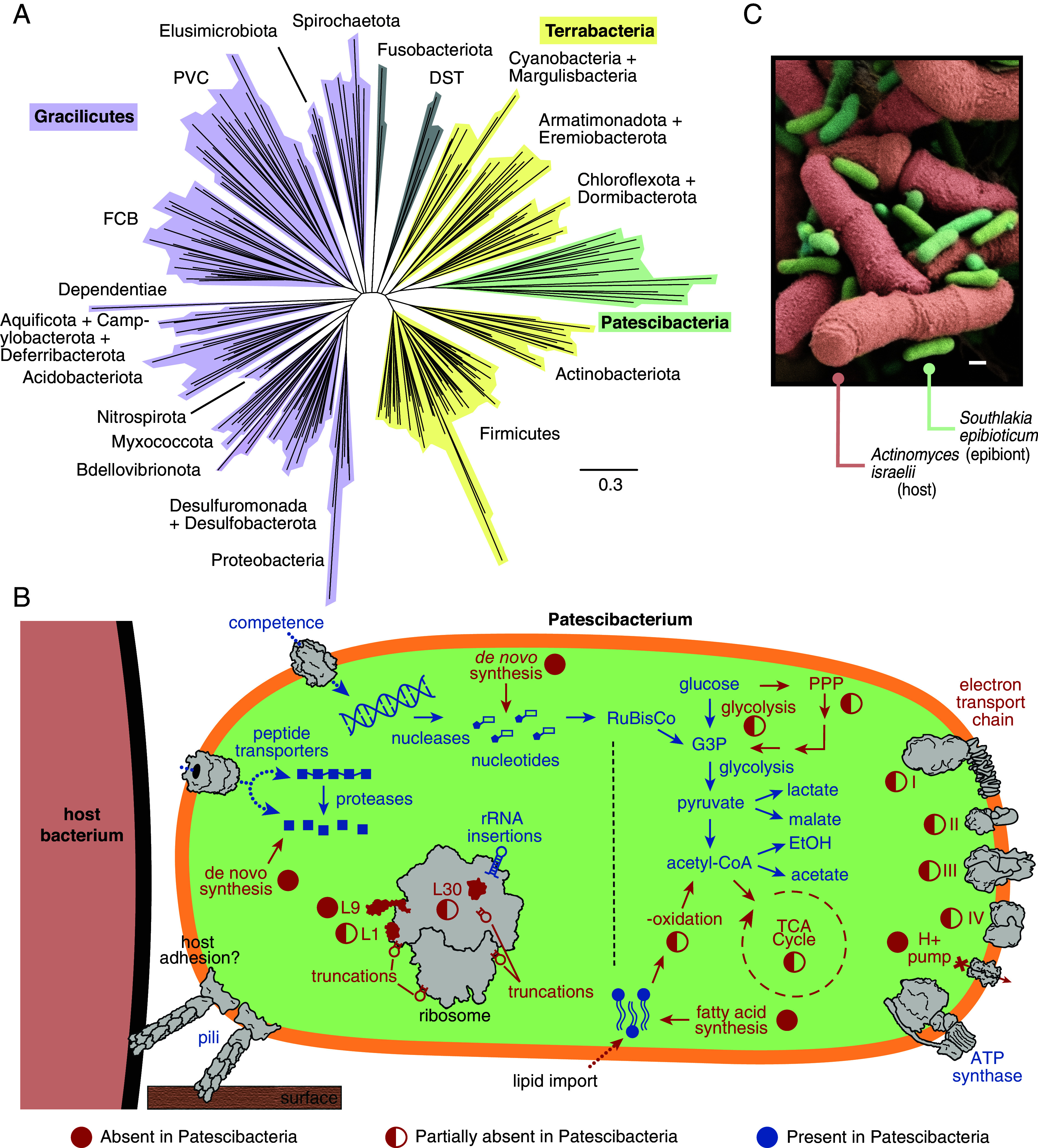 Beyond genomics in Patescibacteria: A trove of unexplored biology packed into ultrasmall bacteria.