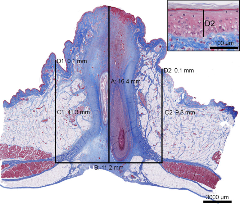 Does lifting female piglets by one hind leg increase the risk of umbilical and hind leg lesions?