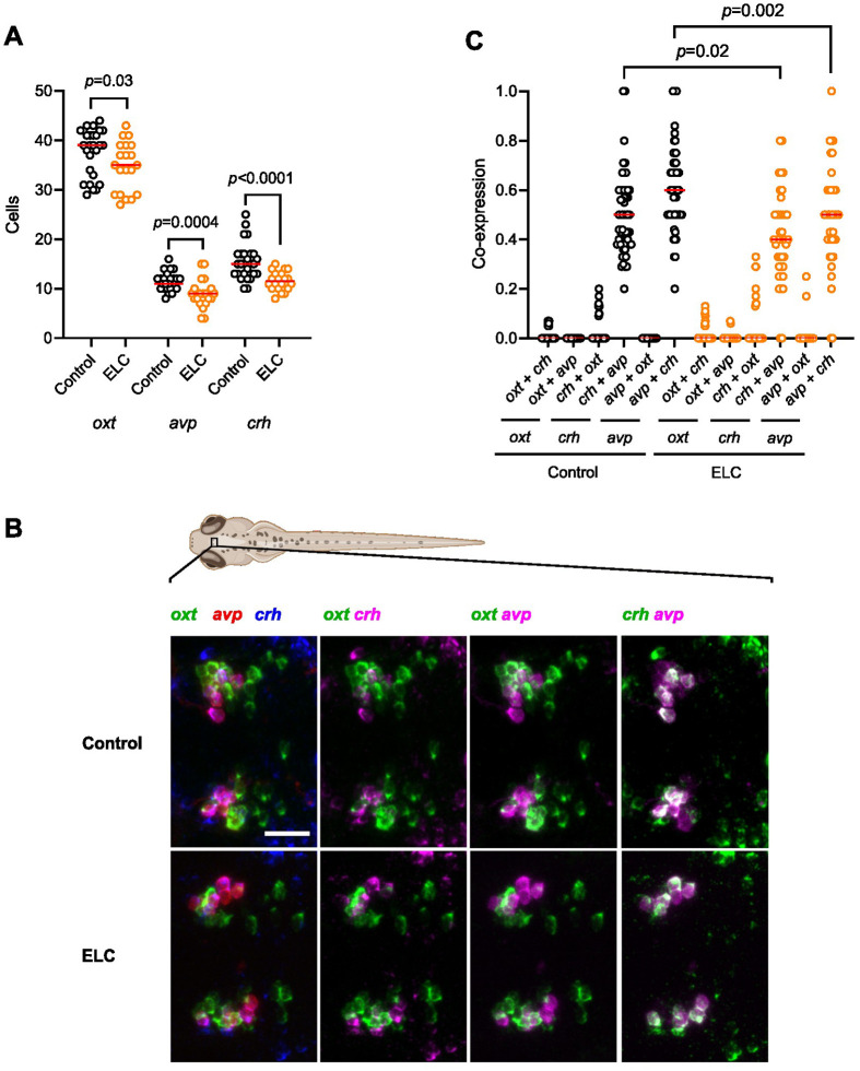 Early-life challenge enhances cortisol regulation in zebrafish larvae.