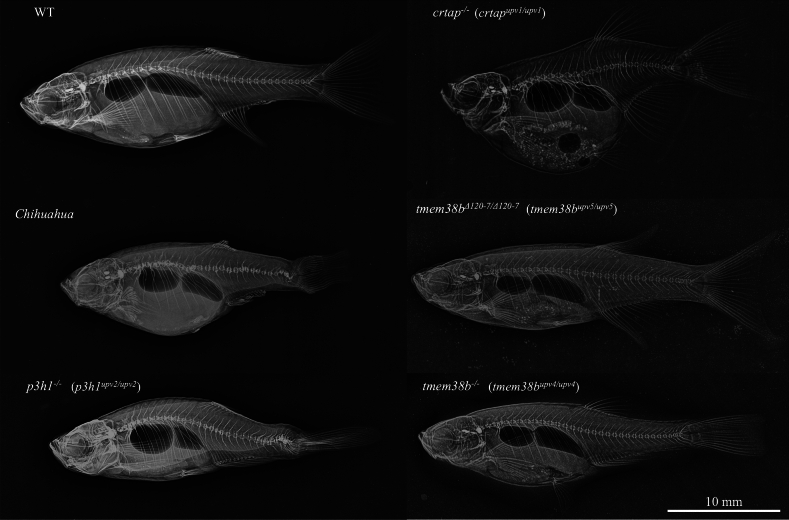 Zebrafish Models for Skeletal and Extraskeletal Osteogenesis Imperfecta Features: Unveiling Pathophysiology and Paving the Way for Drug Discovery.