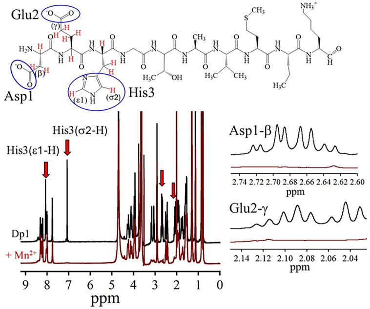 The ternary complex of Mn<sup>2+</sup>, synthetic decapeptide DP1 (DEHGTAVMLK), and orthophosphate is a superb antioxidant.