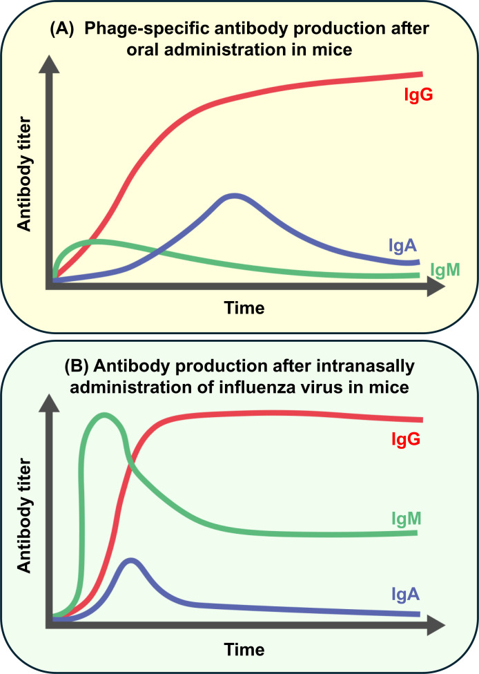 Phage-specific antibodies: are they a hurdle for the success of phage therapy?