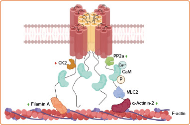 From Atrial Small-conductance Calcium-activated Potassium Channels to New Antiarrhythmics.