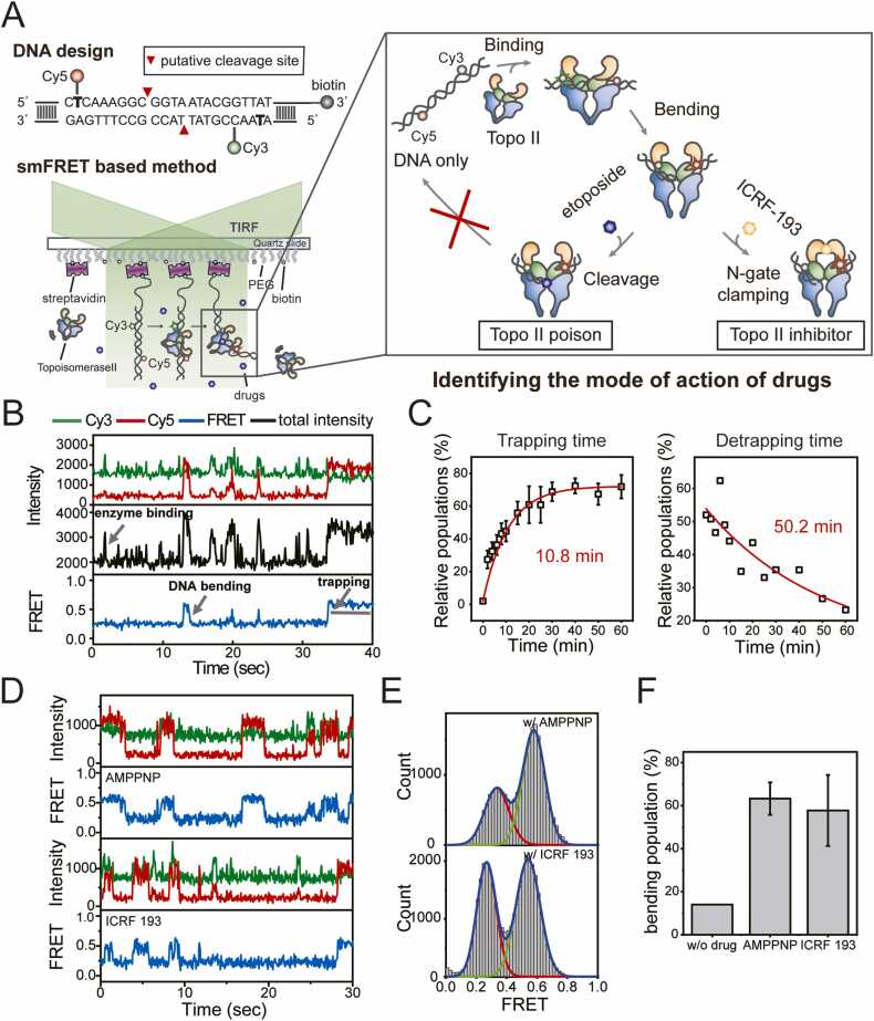 Single-molecule FRET–based approach for protein-targeted drug discovery