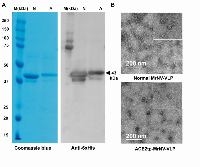 Development of chimeric MrNV virus-like particles capable of binding to SARS-CoV-2-susceptible cells and reducing infection by pseudovirus variants.