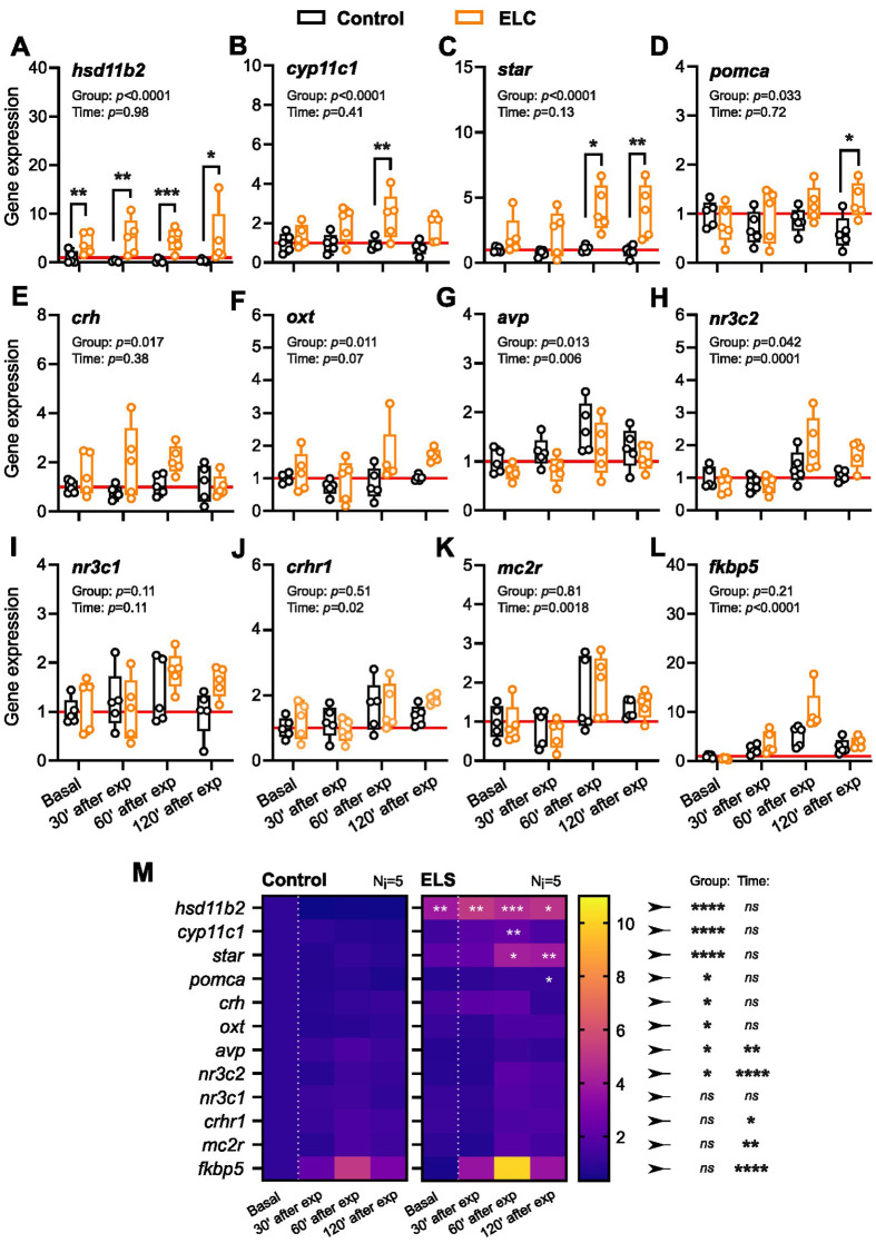 Early-life challenge enhances cortisol regulation in zebrafish larvae.