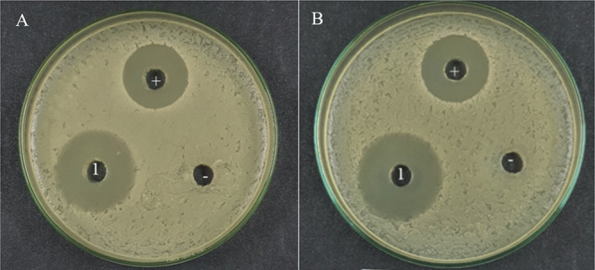 Antibacterial Potential of Ethyl 3,5-Dibromoorsellinate, a Derivative of Diphenyl Ethers from <i>Graphis handelii</i>, against Methicillin-Resistant <i>Staphylococcus aureus</i>.