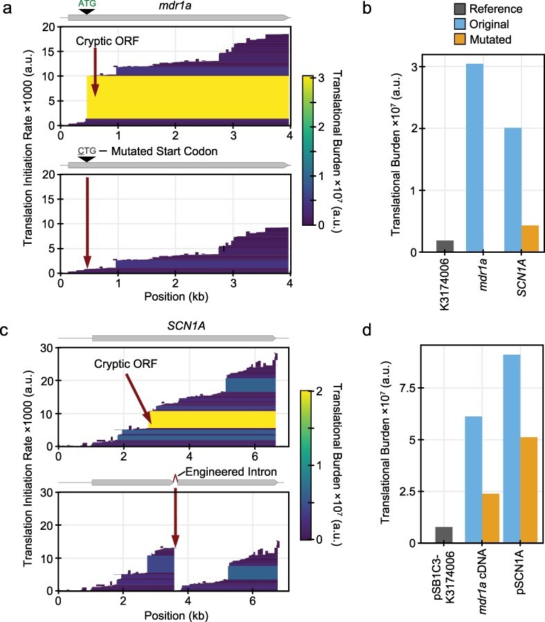 CryptKeeper: a negative design tool for reducing unintentional gene expression in bacteria.