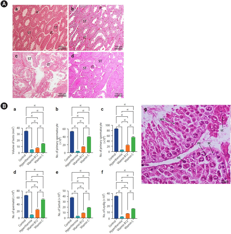 The effects of vitamin C and vitamin B12 on improving spermatogenesis in mice subjected to long-term scrotal heat stress.