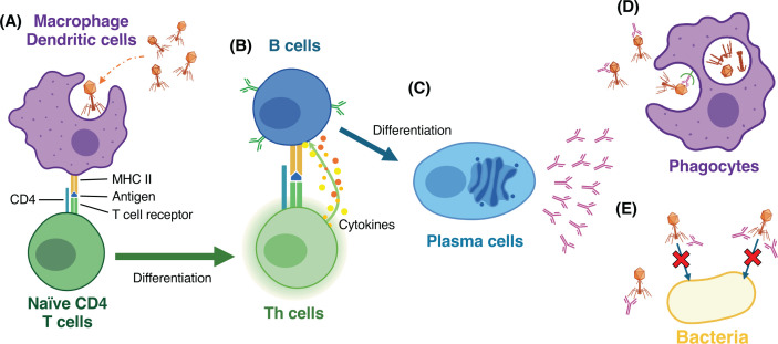 Phage-specific antibodies: are they a hurdle for the success of phage therapy?
