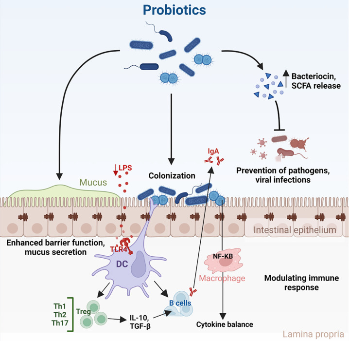 Probiotic interventions in peritoneal dialysis: A review of underlying mechanisms and therapeutic potentials.