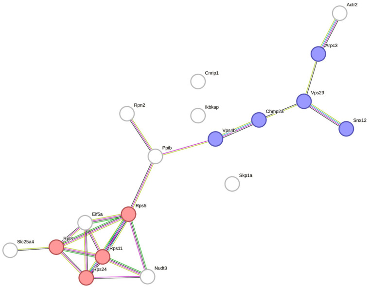 The Alteration of Proteomic Profiles in Hippocampus of Type 2 Diabetic Mice Associated With Cognitive Impairment.
