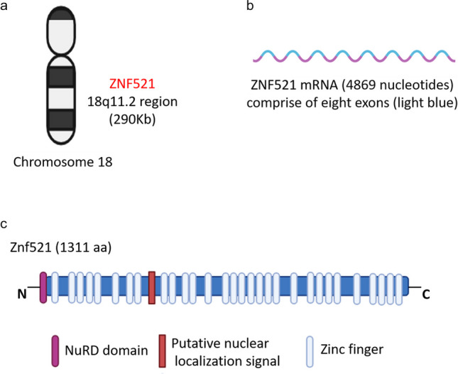 Exploring the contribution of Zfp521/ZNF521 on primary hematopoietic stem/progenitor cells and leukemia progression.