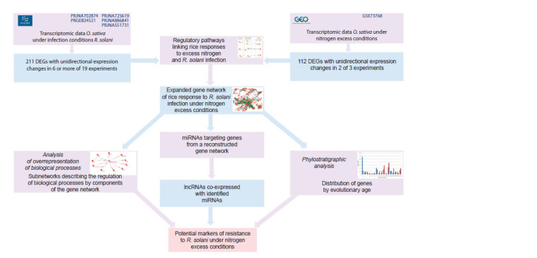 Computational identification of promising genetic markers associated with molecular mechanisms of reduced rice resistance to Rhizoctonia solani under excess nitrogen fertilization using gene network reconstruction and analysis methods.