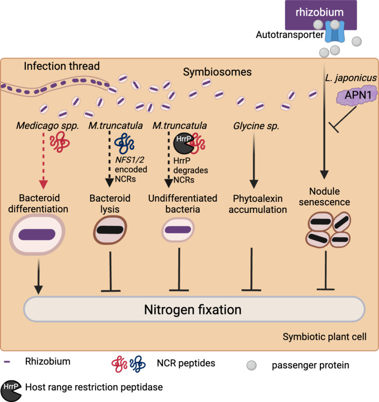 Enacting partner specificity in legume-rhizobia symbioses.