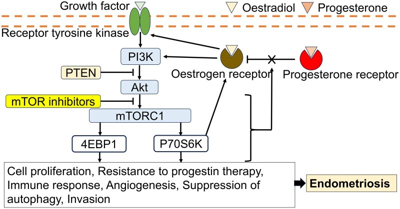 mTOR inhibitors as potential therapeutics for endometriosis: a narrative review.