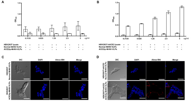 Development of chimeric MrNV virus-like particles capable of binding to SARS-CoV-2-susceptible cells and reducing infection by pseudovirus variants.