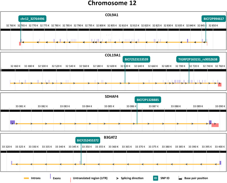 Identification of genes associated with longevity in dogs: 9 candidate genes described in Cavalier King Charles Spaniel