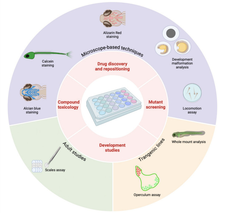 Zebrafish Models for Skeletal and Extraskeletal Osteogenesis Imperfecta Features: Unveiling Pathophysiology and Paving the Way for Drug Discovery.