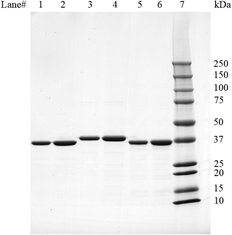 Risk assessment of homologous variants of biotech trait proteins using a bridging approach.