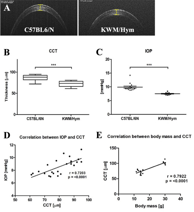 Characteristic visual phenotypes in Korean wild mice (KWM/Hym).