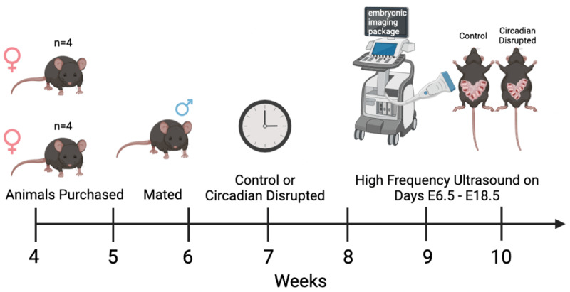 Circadian Disruption Impacts Fetal Development in Mice Using High-Frequency Ultrasound.