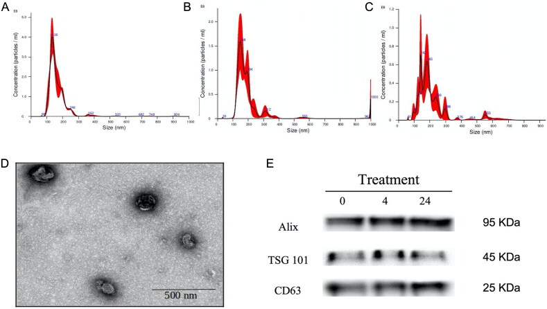 Extracellular vesicles secreted by equine adipose mesenchymal stem cells preconditioned with transforming growth factor β-1 are enriched in anti-fibrotic miRNAs and inhibit the expression of fibrotic genes in an in vitro system of endometrial stromal cells fibrosis.