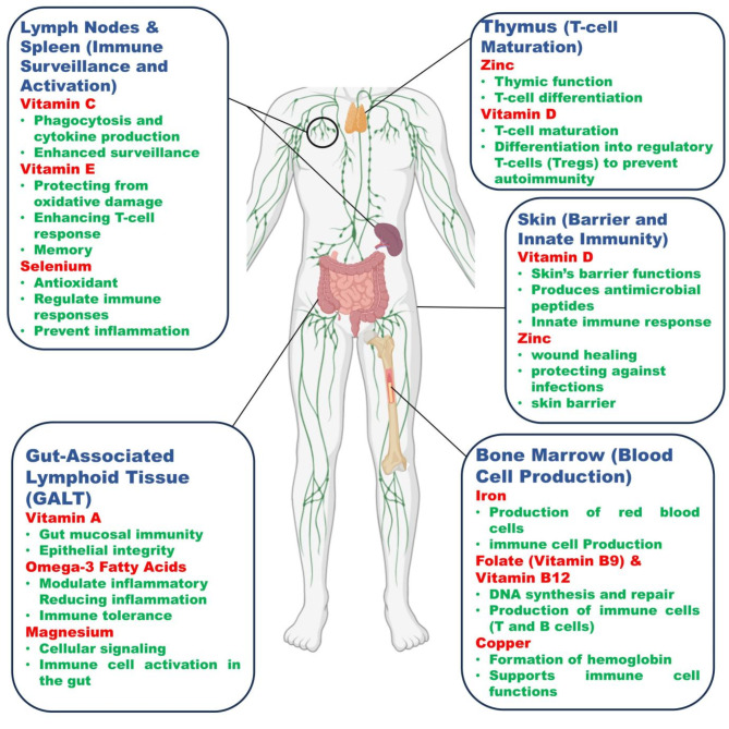 Micro nutrients as immunomodulators in the ageing population: a focus on inflammation and autoimmunity.
