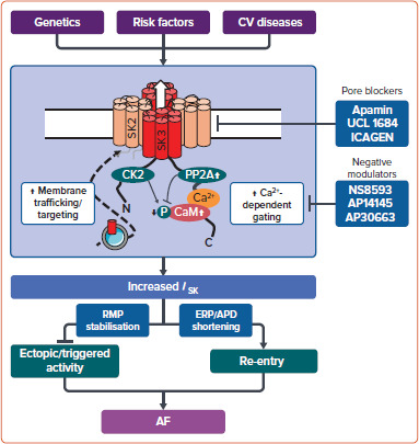 From Atrial Small-conductance Calcium-activated Potassium Channels to New Antiarrhythmics.